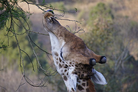 giraffe, eating, safari, africa, animal, wild, wildlife