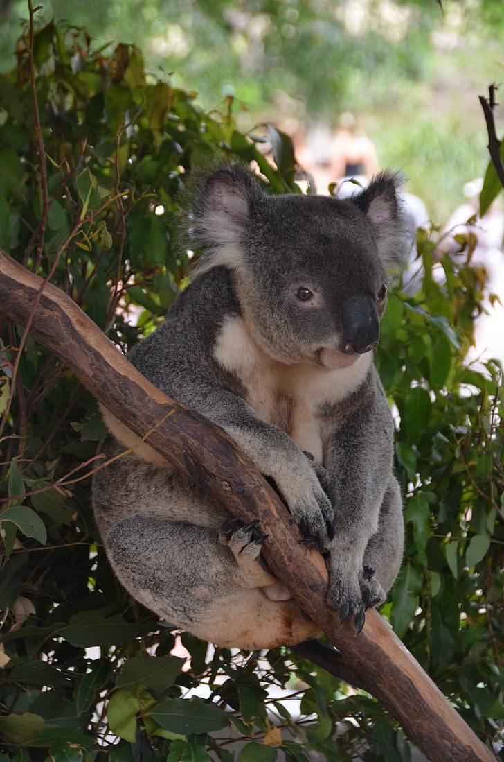 con gấu Koala, gấu, động vật, Dễ thương, chi nhánh, thư giãn, Úc