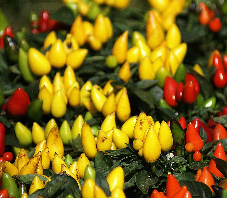 peppers, paprika, fruit, fruiting, a collection of, cayenne pepper, red