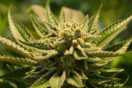 cannabis, pot, mauvaises herbes, marijuana, médicament, plante, naturel