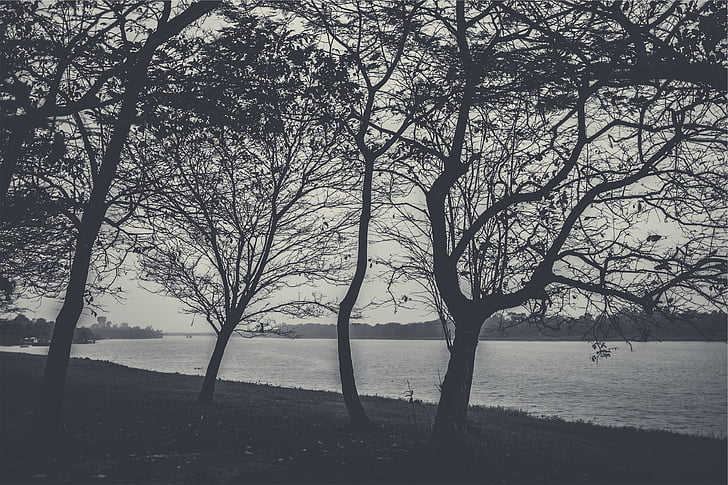grijswaarden, foto, bomen, in de buurt van, kust, takken, Lake