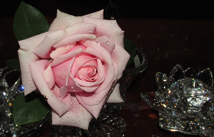 pink, rose, in, vase