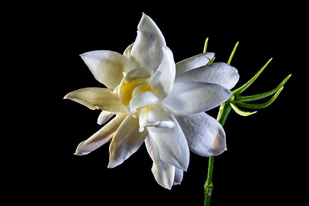 Wild flower, květ, Bloom, bílá