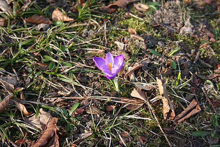crocus, flower, early bloomer, spring