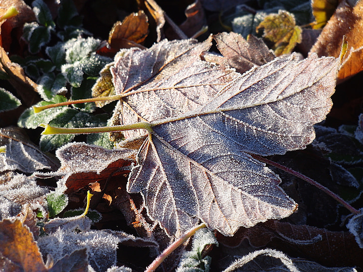 bevroren bladeren, Frost, bevroren, blad, koude, natuur, winter