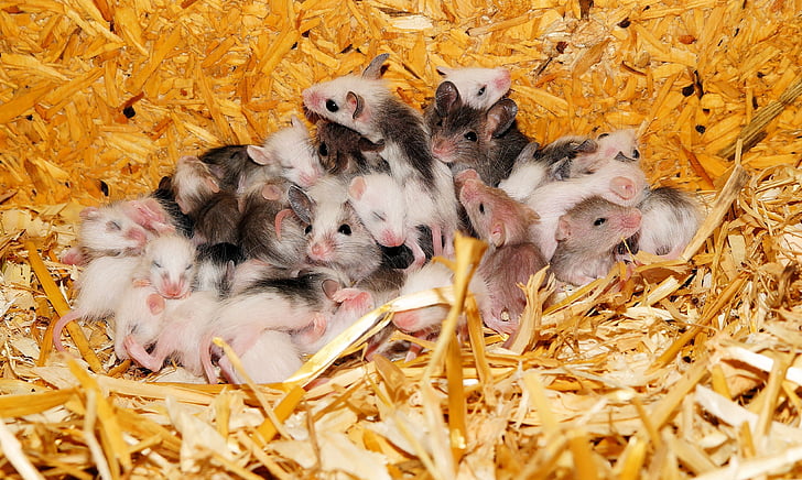 ratones, Mastomys, Nido, animales jóvenes, lindo, sociedad, bebés