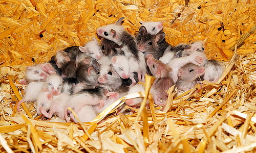 마우스, mastomys, 둥지, 젊은 동물, 귀여운, 사회, 아기