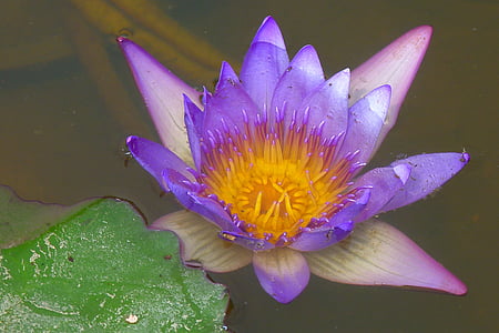 planta aquática, Violet, flor, flor, natureza, lírio d'água, lírio de água de lótus