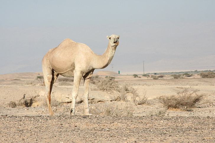 Camel, dromedar, en pukkel, Wildlife, sand, ørkenen, transport