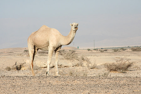 Camel, dromedar, en pukkel, Wildlife, sand, ørkenen, transport