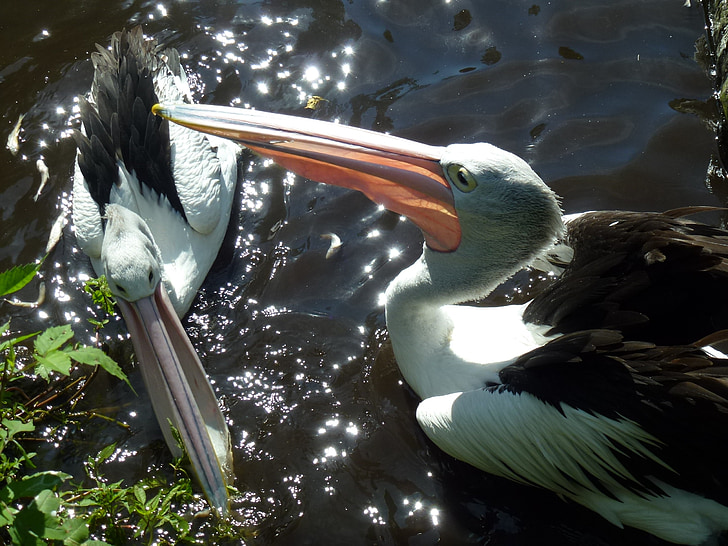 Bill, pelicanos, ave aquática, aves