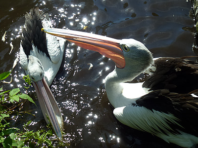 bill, pelicans, water bird, birds