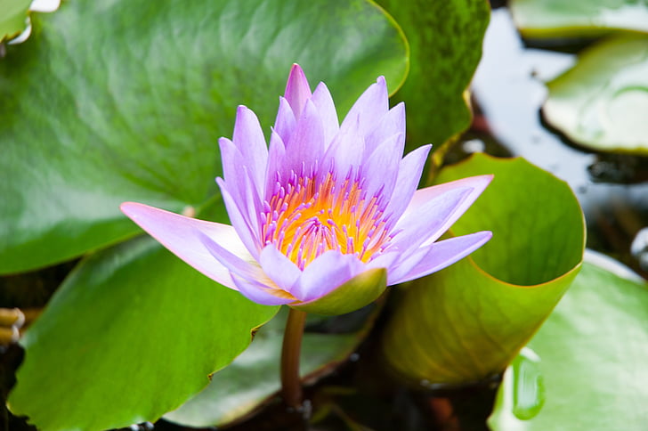 Lotus, Purple lotus, Růžový lotos, Vodní lilie, Lotus leknín, Příroda, rybník