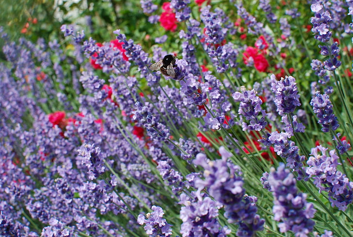 forårsblomst, flower meadow, lavendel, Bee, lilla, insekt, vilde blomst
