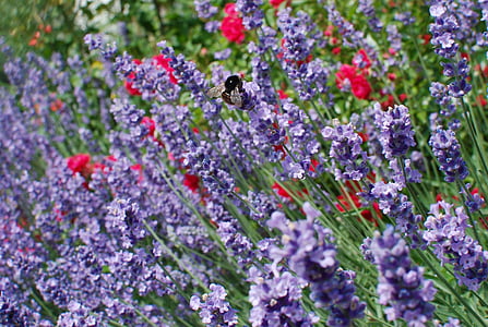 spring flower, flower meadow, lavender, bee, purple, insect, wild flower