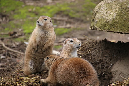 Meerkat, jardim zoológico, fazendo os machos, animal, natureza, bonito, Sente-se