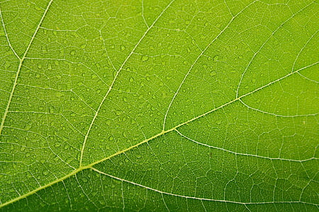 sheet, green, drops, closeup, macro, juicy, leaf