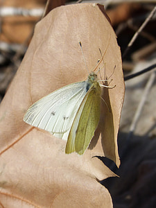 hvit sommerfugl, sommerfugl, blad, detaljer