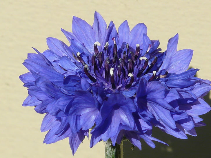 Flockenblume, Kornblume, Blau, Blume, Blüte, Bloom, Sommer