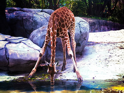 žirafe, ūdens, džungļi, dzīvnieku, zooloģiskais dārzs, traipus, daba