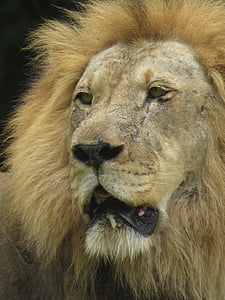 Lauva, zīdītāju, karalis, dzīvnieku, dzīvnieki, skats, piemīlīgs