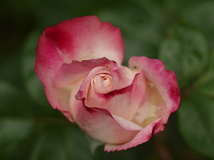 rose, flower, nature, bloom, pink color, petal, rose - flower