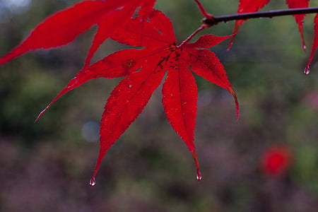 rain, leaves, colorful, color, red, japanese maple, recoloring the leaves