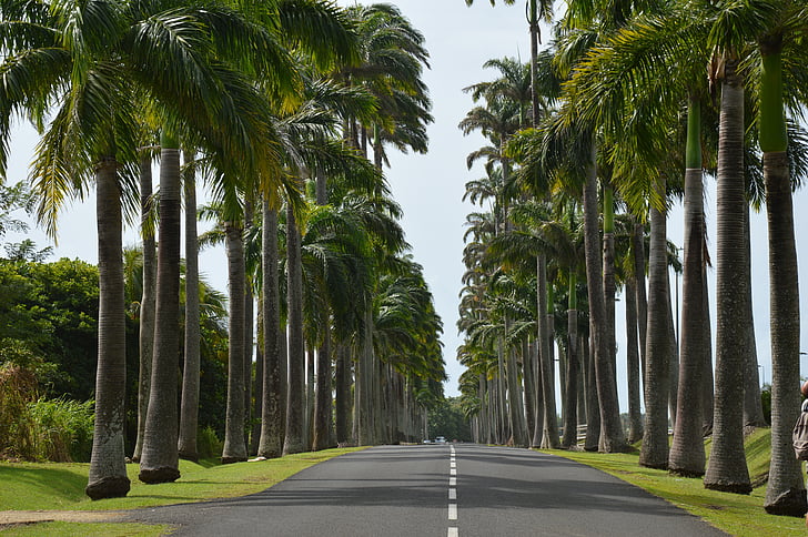 Guadeloupe, Palm, route