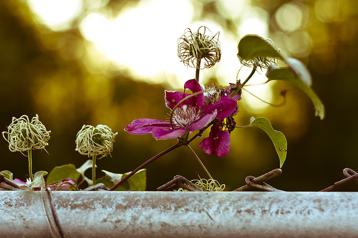 Clematis, Clematis vitalba, Real clematis, Creeper, plante, blomster