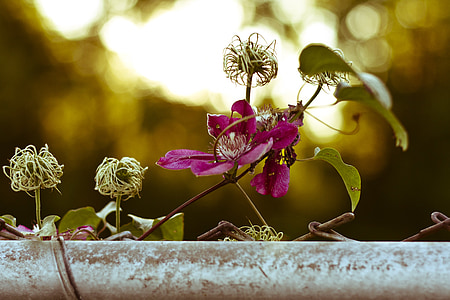 Elulõngad, Clematis vitalba, tõeline Elulõngad, pugeja, taim, lilled
