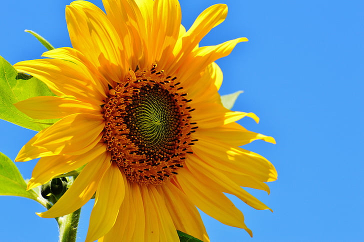 Sun flower, Latem, ogród, kwiat, Bloom, żółty, Helianthus