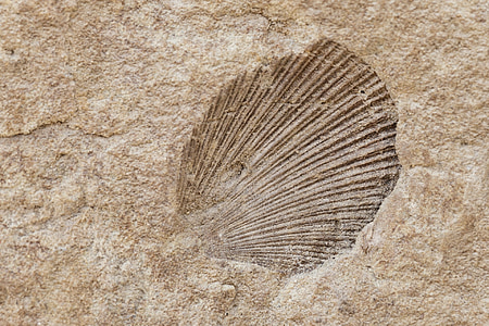 shell, fossiele, oude, oude, steen, natuur, Rock