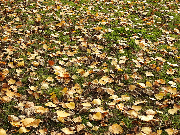 listi, narave, padec, jeseni, listov, rumena, sezona