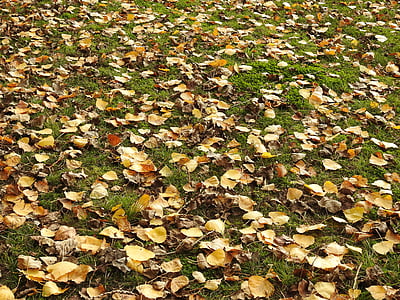 hojas, naturaleza, caída, otoño, hoja, amarillo, temporada