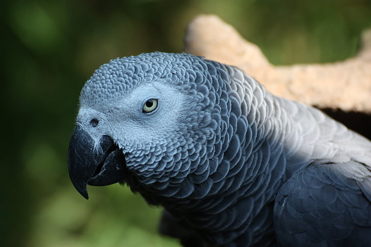 pappagallo, pappagallo di grey africano, grigio, chiudere, Ritratto animale, uccello, mondo animale