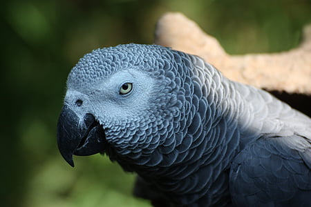 papegøje, afrikanske grå papegøje, grå, Luk, animalske portræt, fugl, dyrenes verden