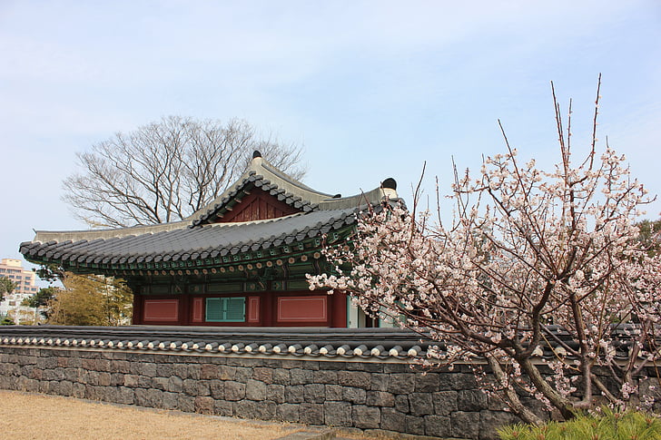 Jeju island, Kwan ankka jung, Korea, perinteinen, Hanok, kirsikankukka, kevään