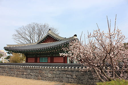 Jeju sala, Kwan ančių jung, Korėja, tradicinis, Hanok, vyšnių žiedai, pavasarį