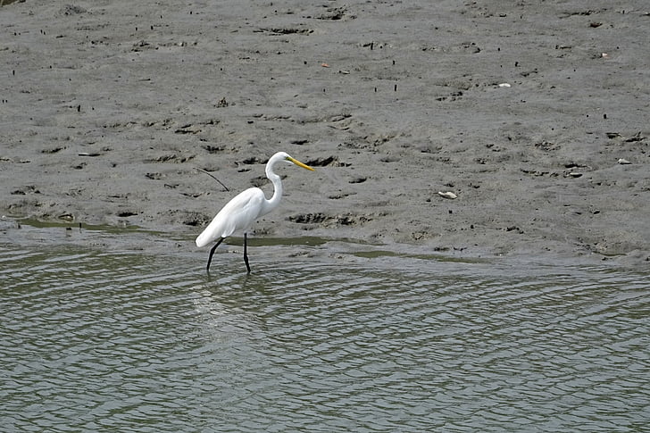 Garza, pájaro, Sundarbans, pantano, bosque, Río, sitio Ramsar
