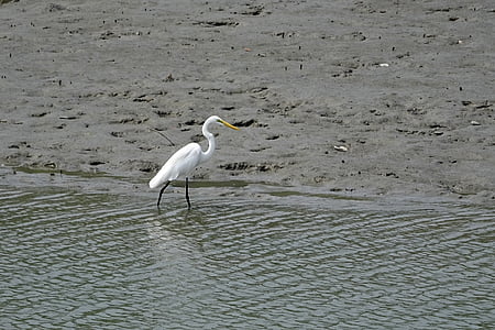 velika bijela čaplja, ptica, Sundarbans, močvara, šuma, Rijeka, g.