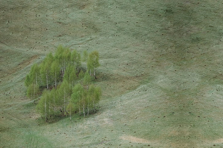 Грін, дерева, рослини, Природа, поле, відкритий, фони