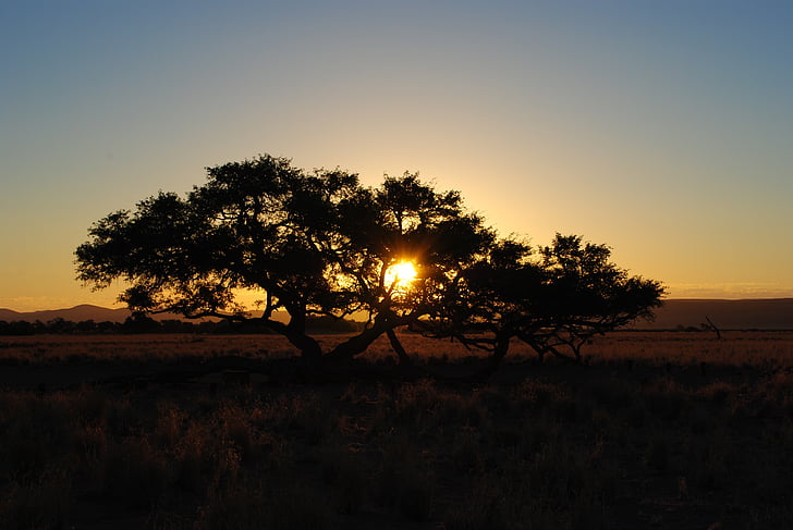 Afrika, naplemente, Namíbia, táj, fa, abendstimmung, nap