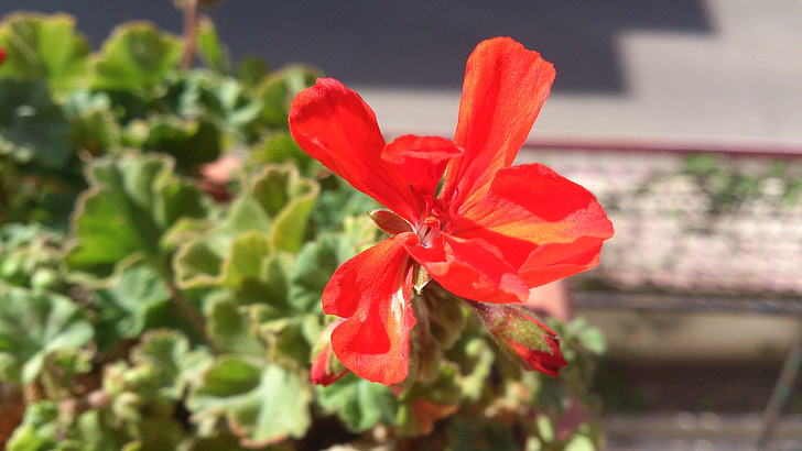blommor, Geranium, röd blomma, blodiga geranium