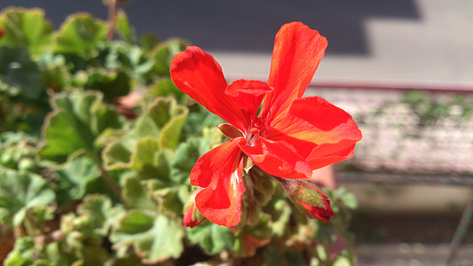 lilled, Geranium, punane lill, verine geraaniumi