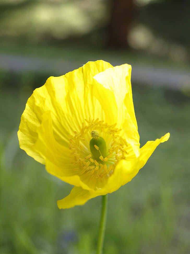 poppy, yellow, blossom, bloom, flower, plant, meconopis cambrica