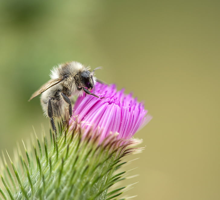bee, thistle, rest, insect, thistle flower, purple, flowers