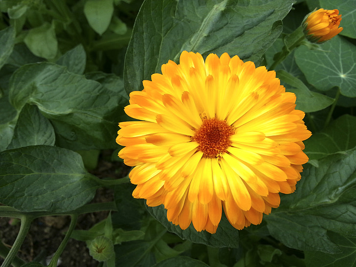 Marigold, oranžová, květ, Bloom, květ, léčivá rostlina, Calendula