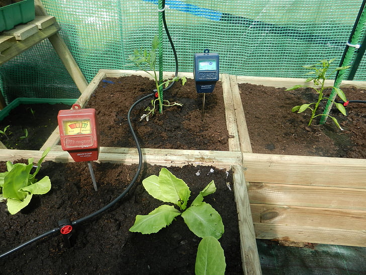 planters, greenhouse, lettuce