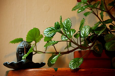 plant, leaf, plants, green, leaves, flowerpot