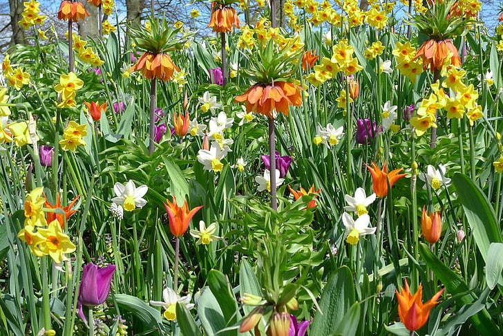tulipas, flores, Primavera, jardim, planta, Flora, pasto